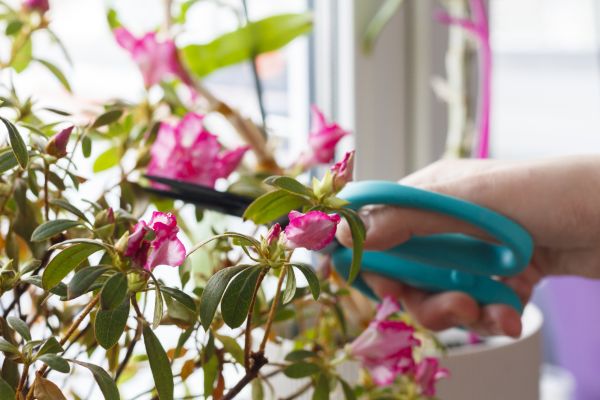 Azalea Pruning in Bentonville