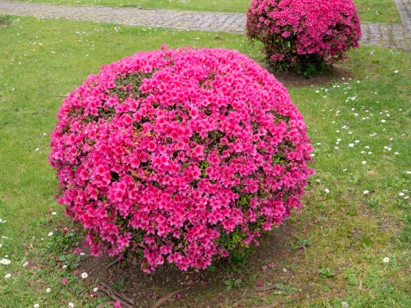 Cost of Rhododendron Pruning in Bentonville