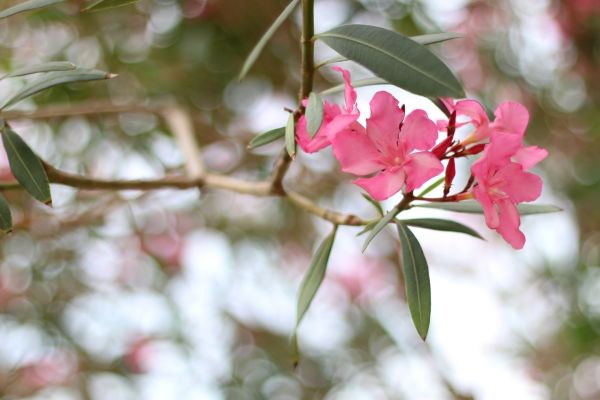 Cost of Oleander Removal in Bentonville