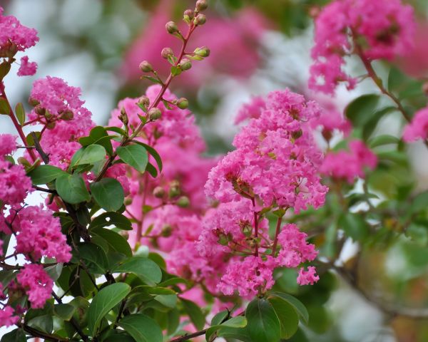 Cost of Crepe Myrtle Removal in Bentonville
