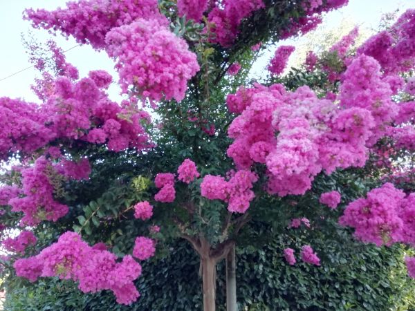 Cost of Crape Myrtle Pruning in Bentonville