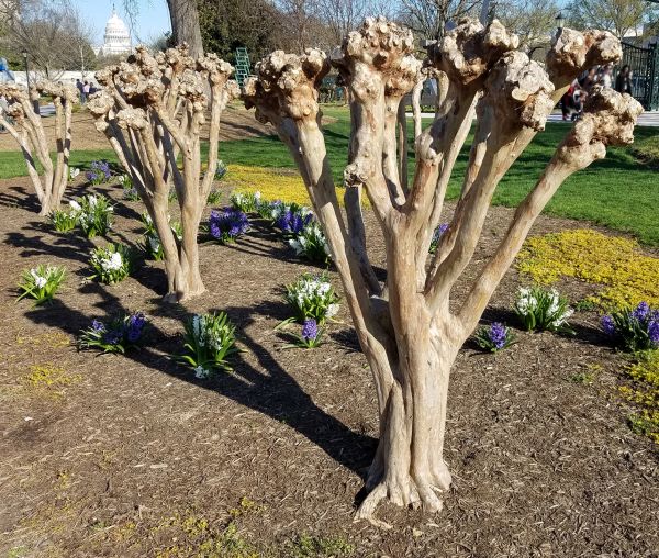 Cost of Myrtle Tree Removal in Bentonville
