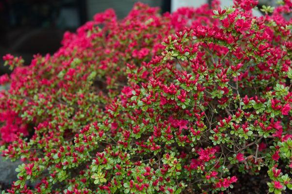 Cost of Weigela Removal Service in Bentonville