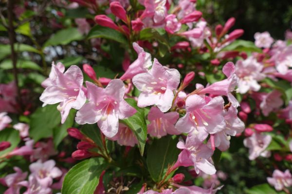 Cost of Weigela Pruning Service in Bentonville