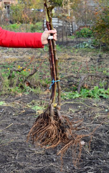 Cost of Shrub Root Removal in Bentonville
