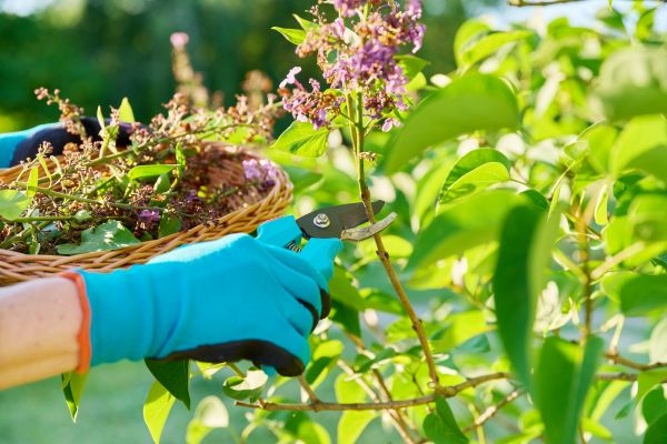 Cost of Lilac Trimming Service in Bentonville