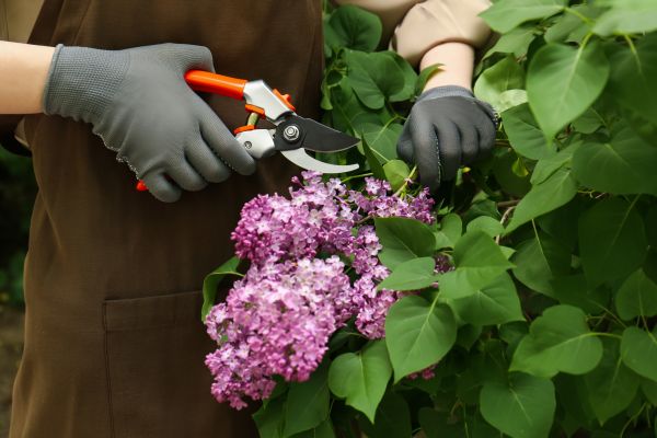 Cost of Lilac Pruning Service in Bentonville