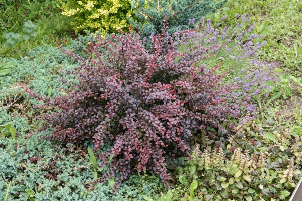 Cost of Japanese Barberry Removal in Bentonville