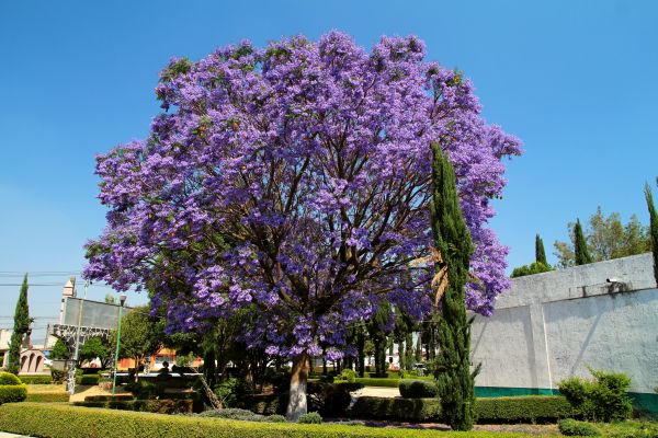 Cost of Jacaranda Pruning in Bentonville