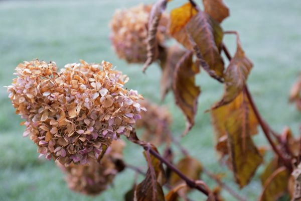 Cost of Hydrangea Removal in Bentonville