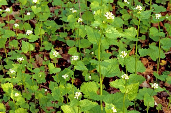Cost of Garlic Mustard Removal in Bentonville