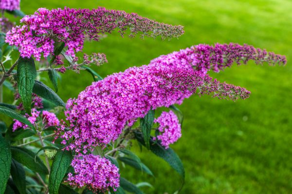 Cost of Butterfly Bush Removal in Bentonville