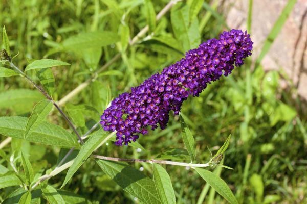 Butterfly Bush Pruning in Bentonville