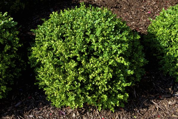 Cost of Boxwood Removal in Bentonville