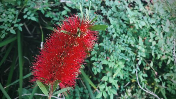Cost of Bottlebrush Pruning in Bentonville