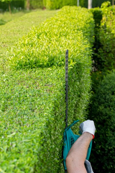 Hedge Trimming in Bentonville
